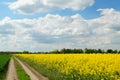 Rapeseed spring crop on farmland, member of the family Brassicaceae and cultivated mainly for its oil rich seed set against a dram Royalty Free Stock Photo