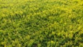 Rapeseed spring flowers countryside spring arrival Royalty Free Stock Photo