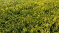 Rapeseed spring flowers countryside spring arrival Royalty Free Stock Photo