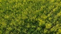 Rapeseed spring flowers countryside spring arrival Royalty Free Stock Photo