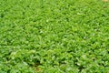 Rapeseed in spring