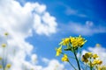 Rapeseed in summer and blue sky with clouds in background