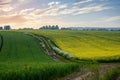 rapeseed and wheat fields and cloudy blue sky in South Yorkshire. Royalty Free Stock Photo