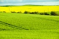 Rapeseed & Wheat Fields Royalty Free Stock Photo