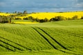 Rapeseed & Wheat Fields Royalty Free Stock Photo