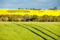 Rapeseed & Wheat Fields Royalty Free Stock Photo