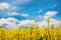 Rapeseed, yellow canola field in spring Royalty Free Stock Photo