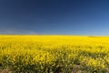 Rapeseed yellow endless field with blue sky Royalty Free Stock Photo