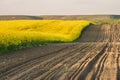 Rapeseed yellow field