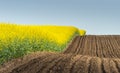 Rapeseed yellow field