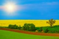 Rapeseed yellow fields in spring