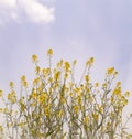 Rapeseed yellow flowers plant or  brassica napus with blue sky and white clouds background in sun light Royalty Free Stock Photo