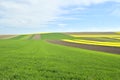 The Rapeseed yellow and green field in spring Royalty Free Stock Photo