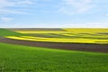 The Rapeseed yellow and green field in spring Royalty Free Stock Photo