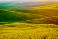 Rapeseed yellow green field in spring Royalty Free Stock Photo