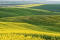 Rapeseed yellow green field in spring Royalty Free Stock Photo