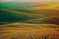 Rapeseed yellow green field in spring Royalty Free Stock Photo