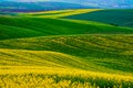 Rapeseed yellow green field in spring Royalty Free Stock Photo