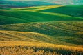 Rapeseed yellow green field in spring Royalty Free Stock Photo