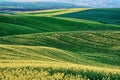 Rapeseed yellow green field in spring Royalty Free Stock Photo