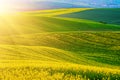 Rapeseed yellow green field in spring Royalty Free Stock Photo