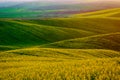 Rapeseed yellow green field in spring Royalty Free Stock Photo