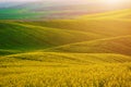 Rapeseed yellow green field in spring Royalty Free Stock Photo