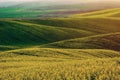 Rapeseed yellow green field in spring Royalty Free Stock Photo