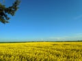 Rapeseeds fields, yellow and blue sky