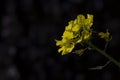 Rapessed yellow flowers Royalty Free Stock Photo