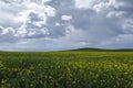 Rapessed field yellow flowers Royalty Free Stock Photo