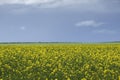 Rapessed field yellow flowers Royalty Free Stock Photo