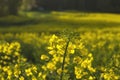 Rapessed yellow flowers close up Royalty Free Stock Photo