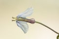 Raphanus raphanistrum jointed charlock wild radish common plant in the Andalusian countryside with white flowers cream with