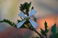 Raphanus raphanistrum, the wild radish, white charlock or jointed charlock