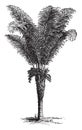 Raphia Palm vintage illustration Royalty Free Stock Photo