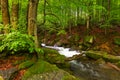 Rapid brook in the park