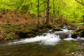 Rapid brook in the park