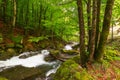 Rapid brook in the park