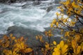 The rapid flow of pure water among the yellow foliage