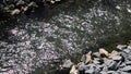 The rapid flow of water in the river against the bright rays of the sun. Nature