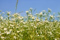 Rapid flowering of Eastern daisy fleabane plants