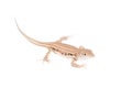 The rapid fringe-toed lizard on white Royalty Free Stock Photo