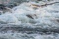 Rapid spring river flowing over rocks and drift tree branches on sunny day, forming white water waves, closeup detail - abstract Royalty Free Stock Photo