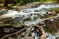 Rapid stream in evergreen forest