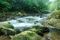 A rapid stream flowing through a mysterious forest of lush greenery