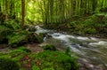 Rapid stream in green forest