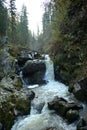 A rapid stream of a mountain river flows like a stormy waterfall, bending around stones through a dense autumn forest on a foggy Royalty Free Stock Photo