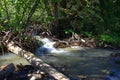 The rapid stream of the mountain river goes around the littered trees