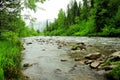 Rapid stream of a shallow river flowing through a dense coniferous forest after rain in fog in the early morning Royalty Free Stock Photo